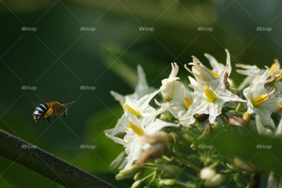 bee