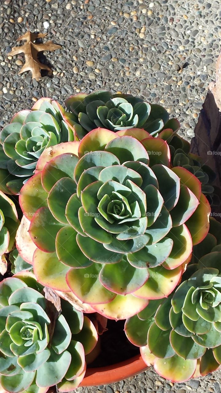 Close-up Succulent