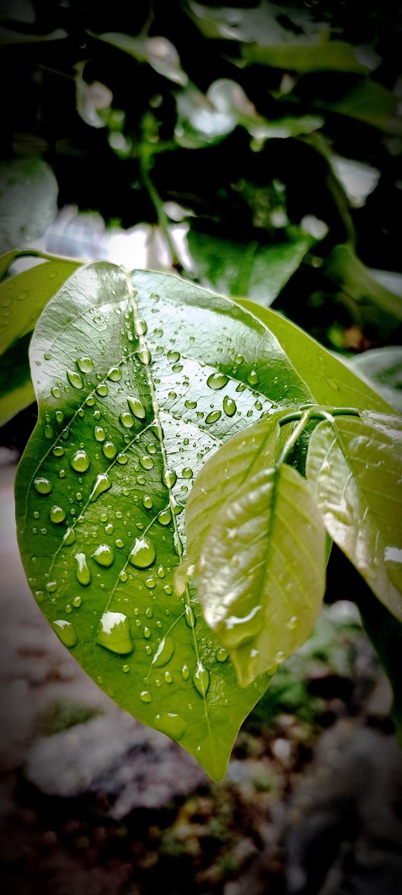 leaf it's beautiful rain drop see hear all my supporters pls rating me like me