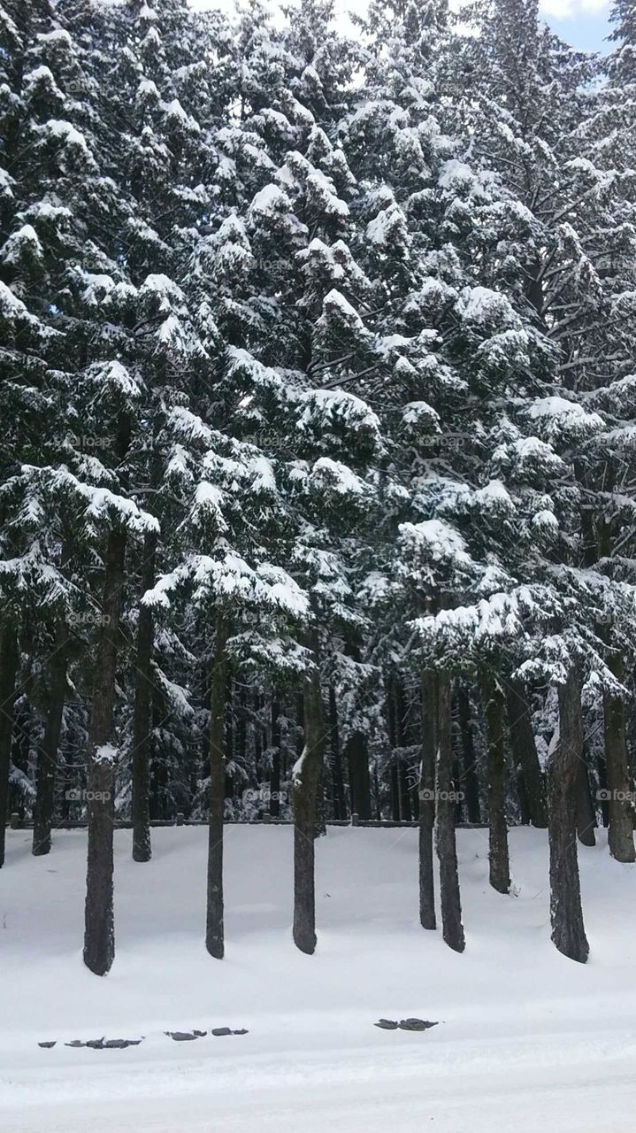 beautiful snow trees