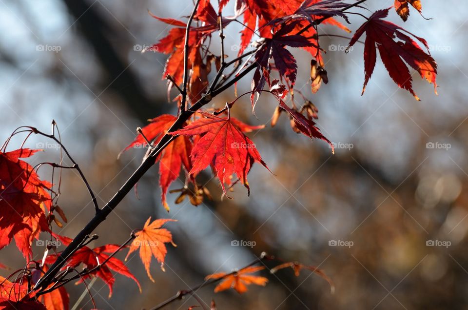 Red maple leaves