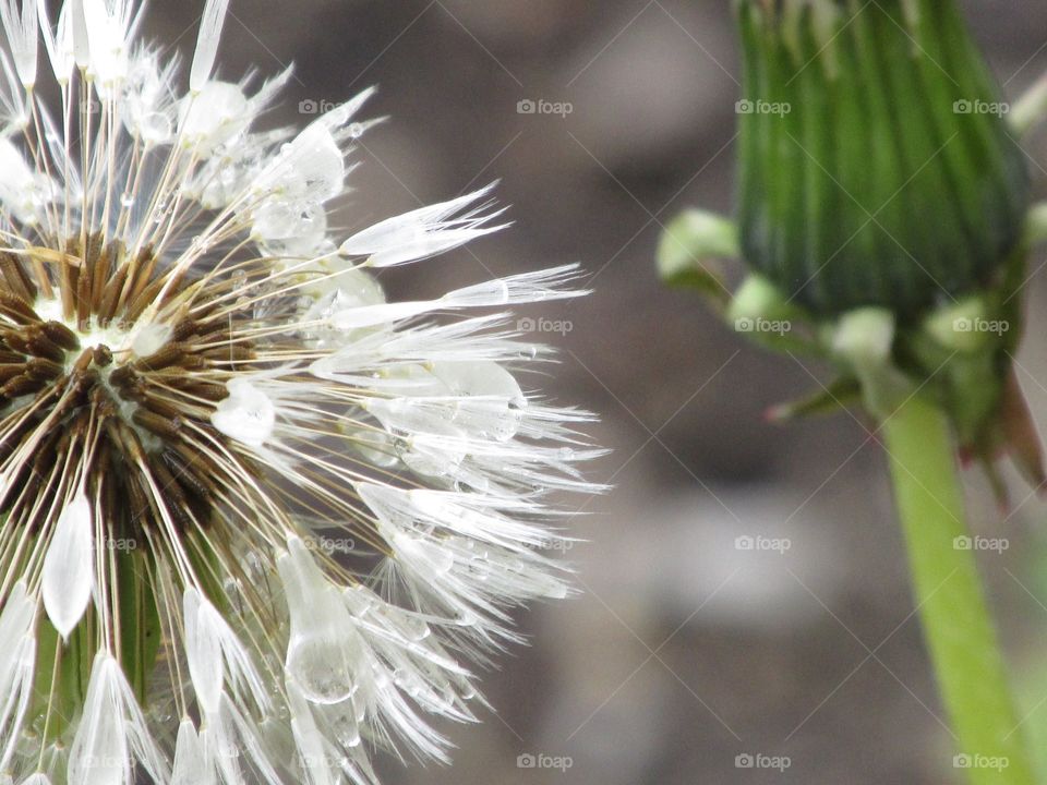 Dandelion Textures - Textures of the World Mission