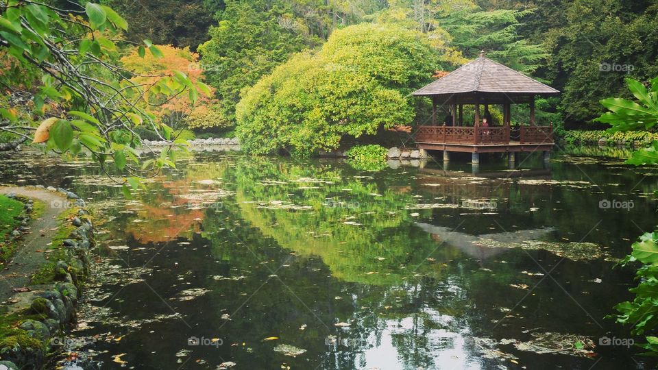 Japanese garden