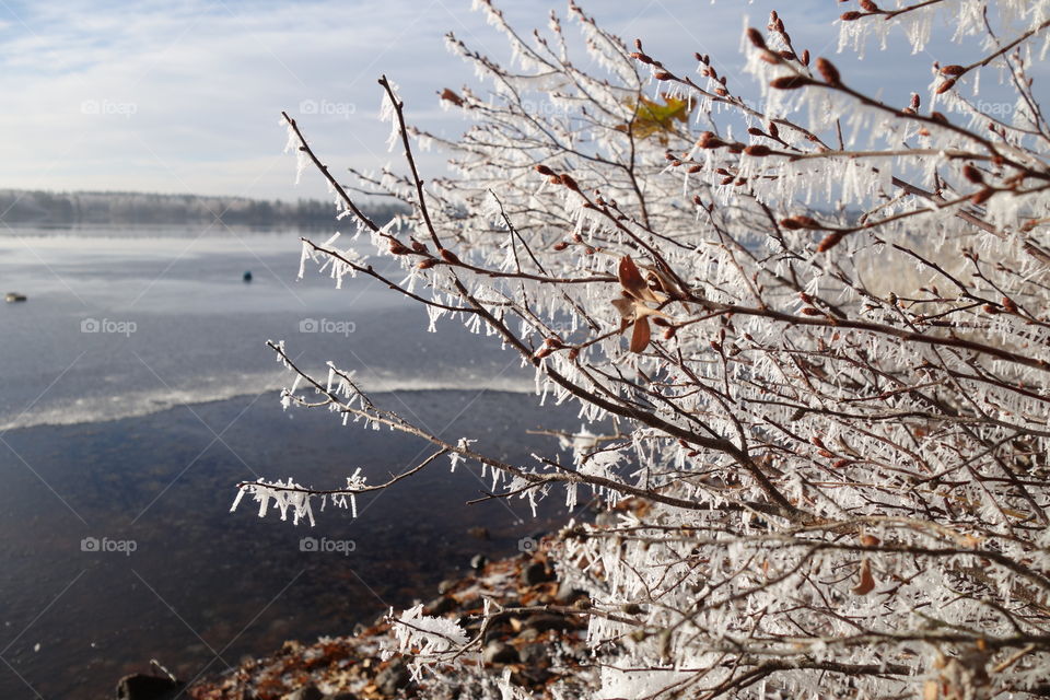 Frozen branches and lake