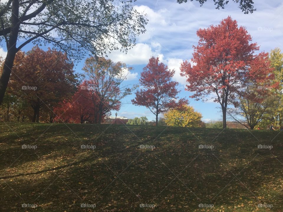 Trees in the fall season