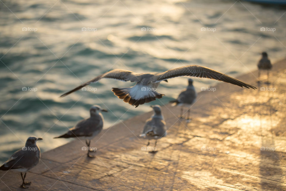 Seagull flying closely over dock