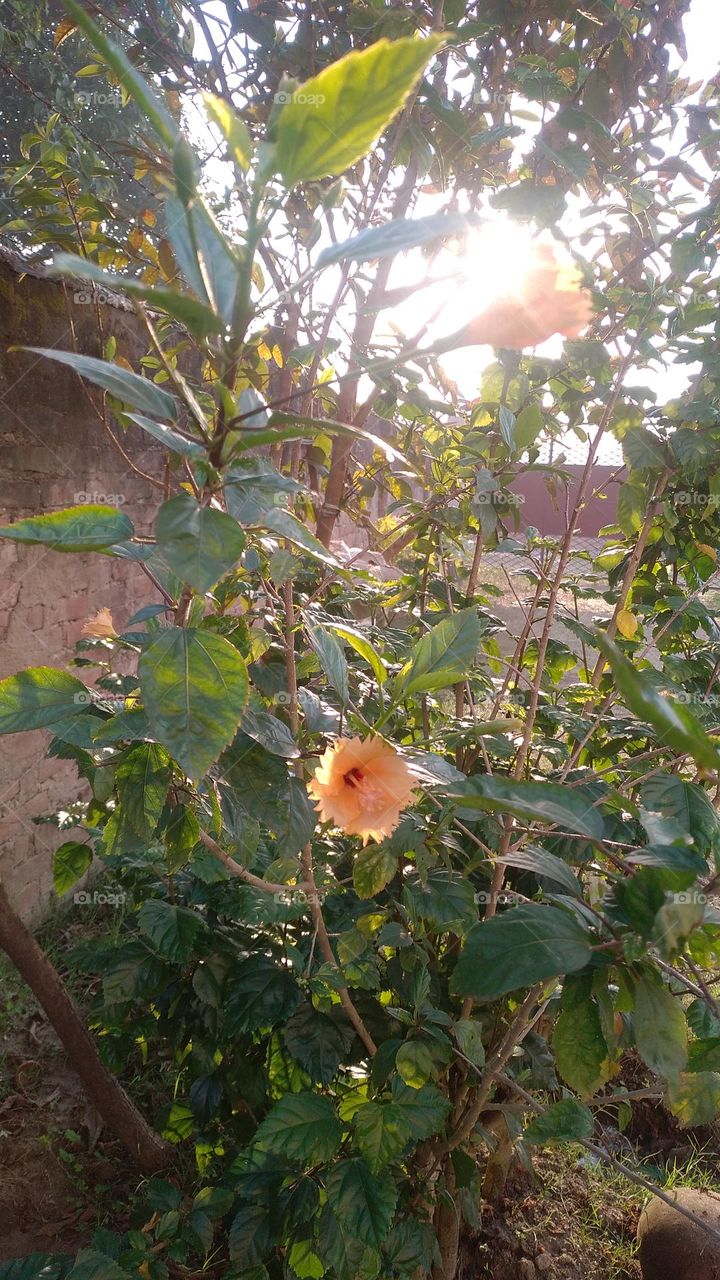 Our nature Flower before sun