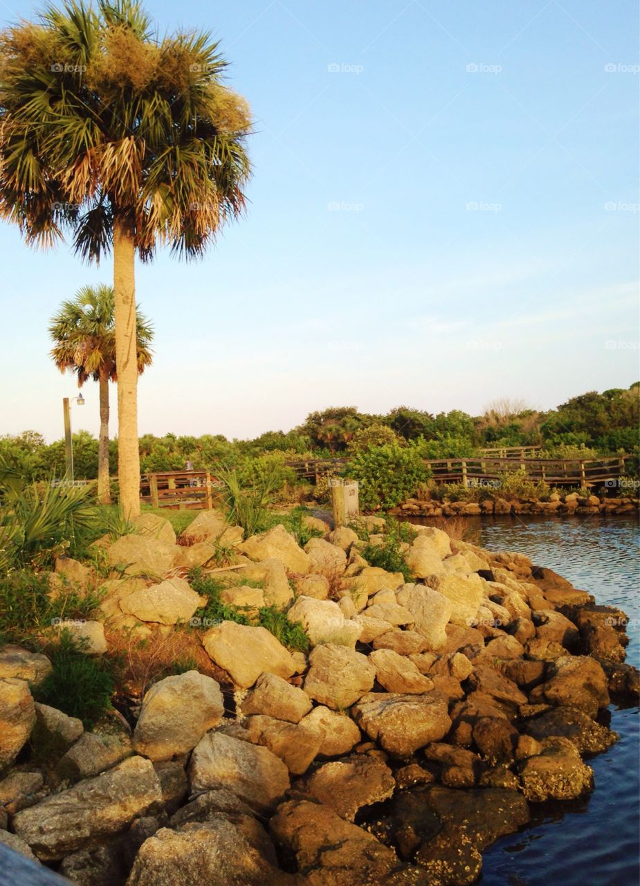 Palm tree near river