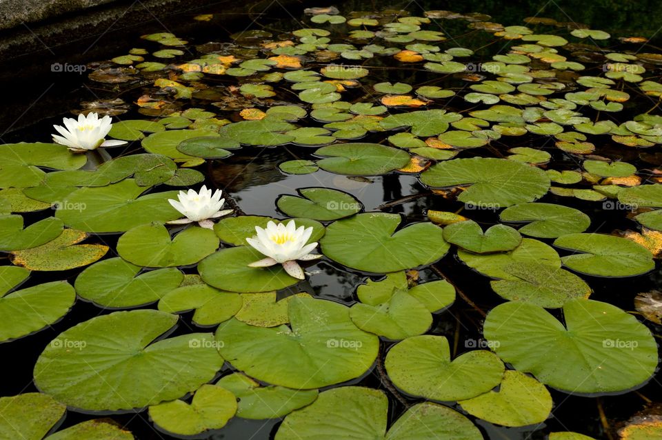 white water lilies in the water garden