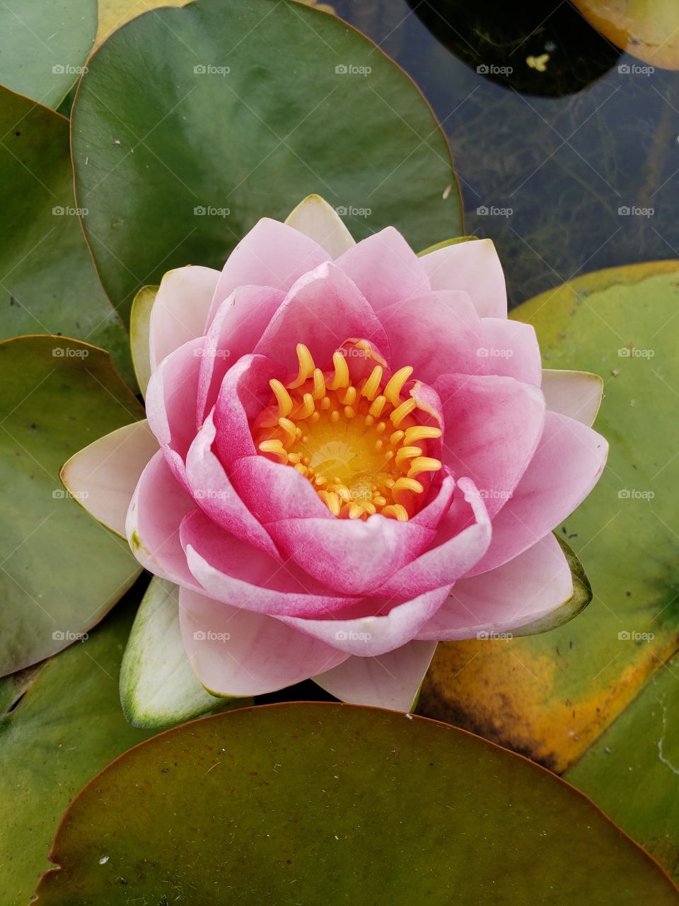 water lily