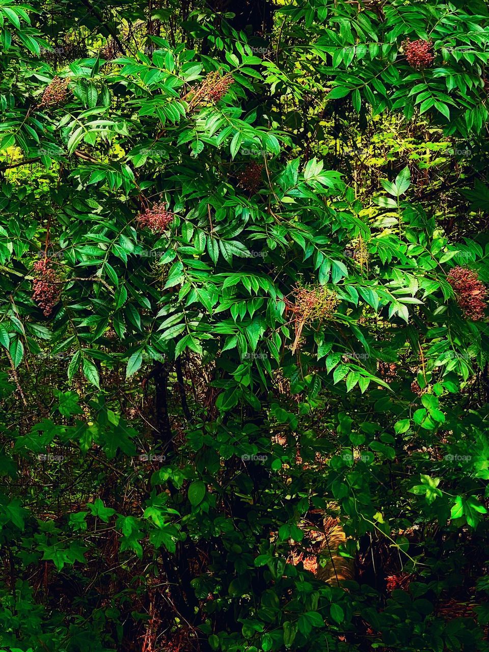 This is an elderberry bush that grows wild in nature. It’s berries are used to make supplements that boost our immune system.