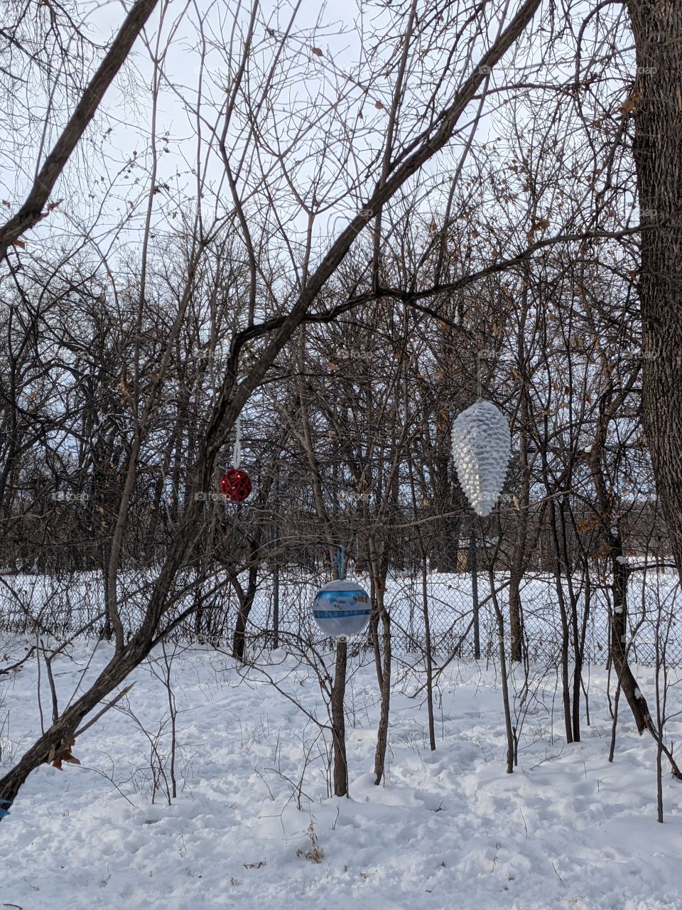 Christmas in the forrest