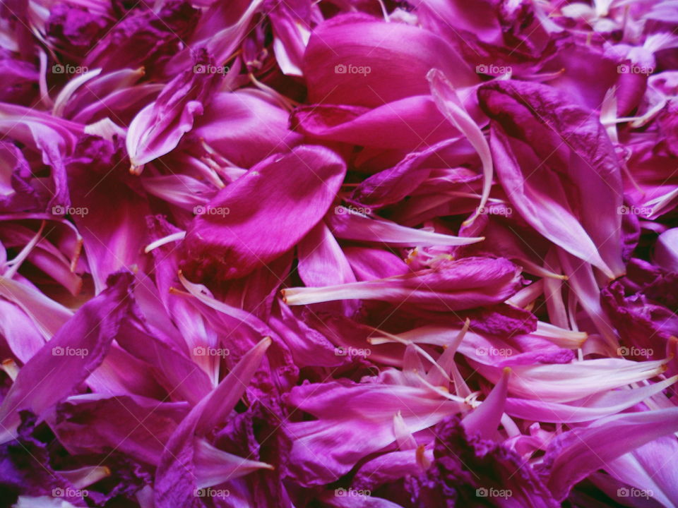 texture of peony petals, macro