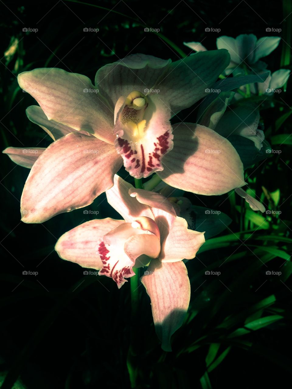 Orchids