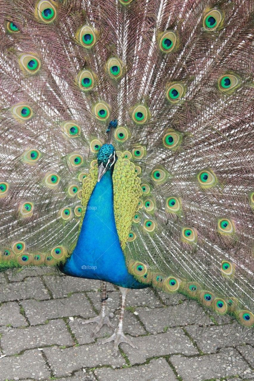 Peacock