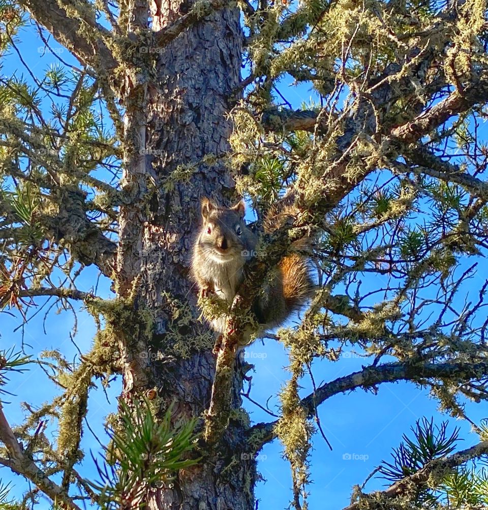 Squirrel in a tree