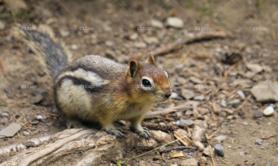 Canadian Chipmunk