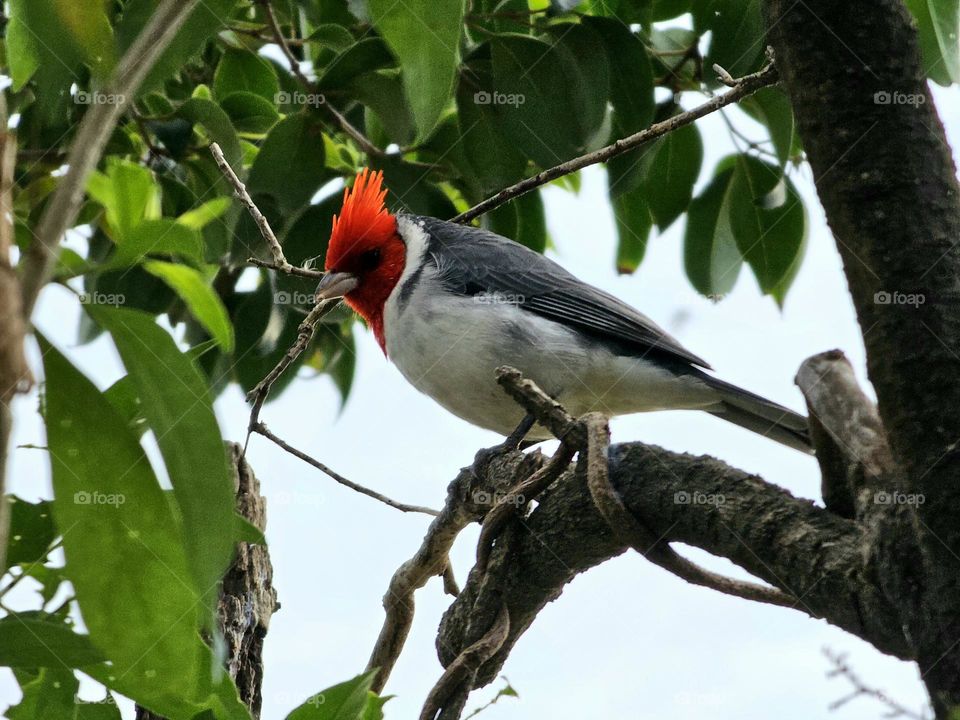 A Cardinal / un Cardenal