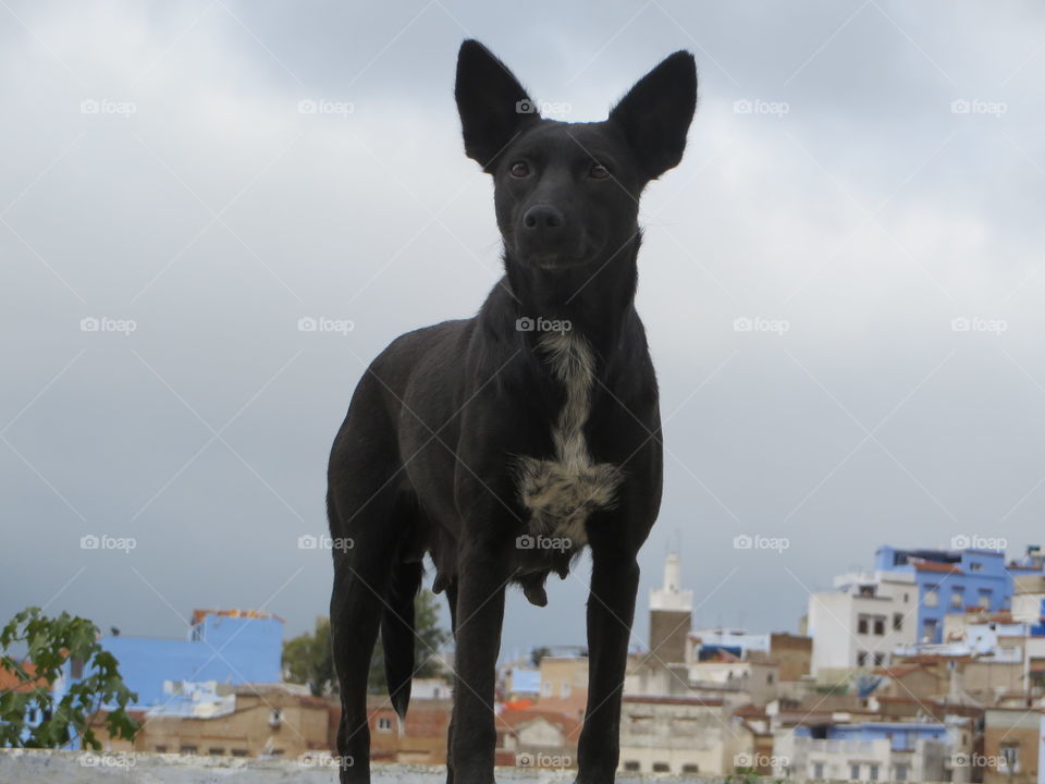 Dog standing tall at hilltop in chefchaouen 