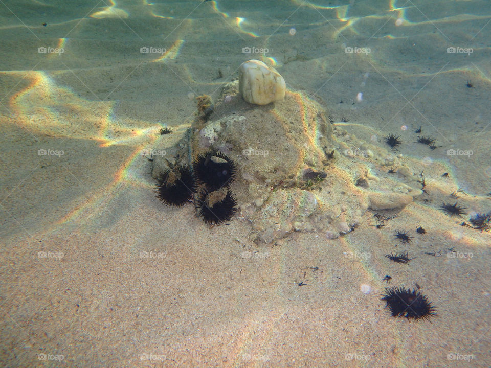 sea urchins on small rock. underwater sea urchins