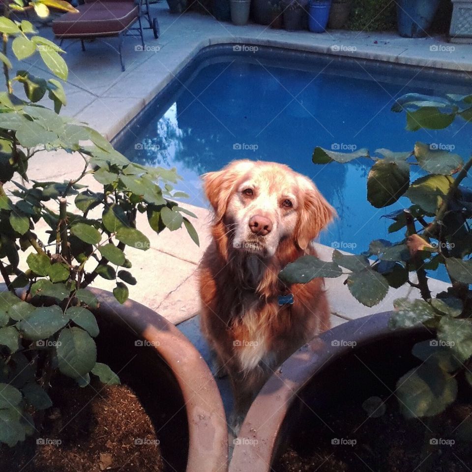 Marley in the window.