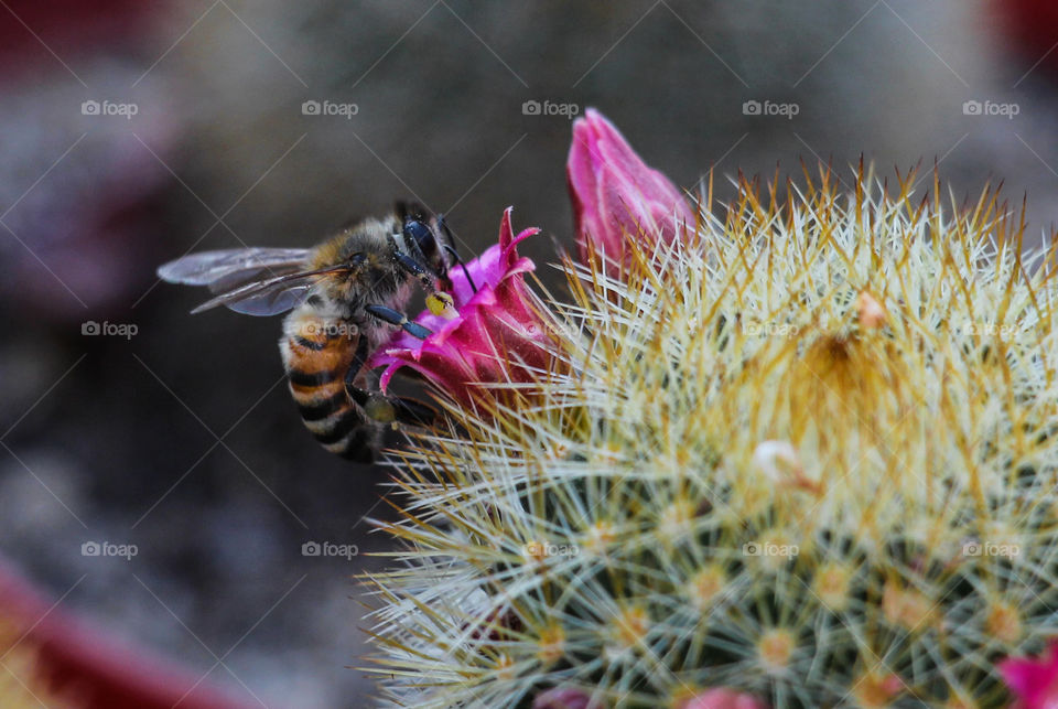 This bee was really hungry 😇 A close-up shot