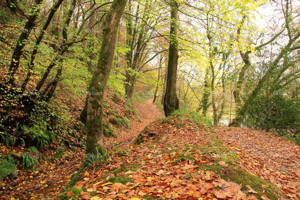 Wood, Leaf, Fall, Tree, Landscape