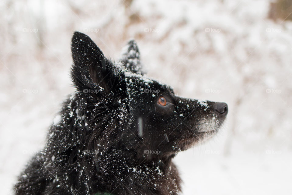 Watching the snow fall 