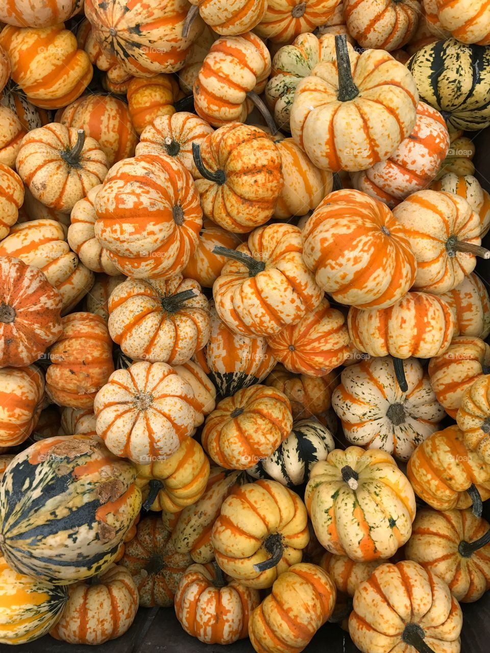 Collection of Pumpkins
