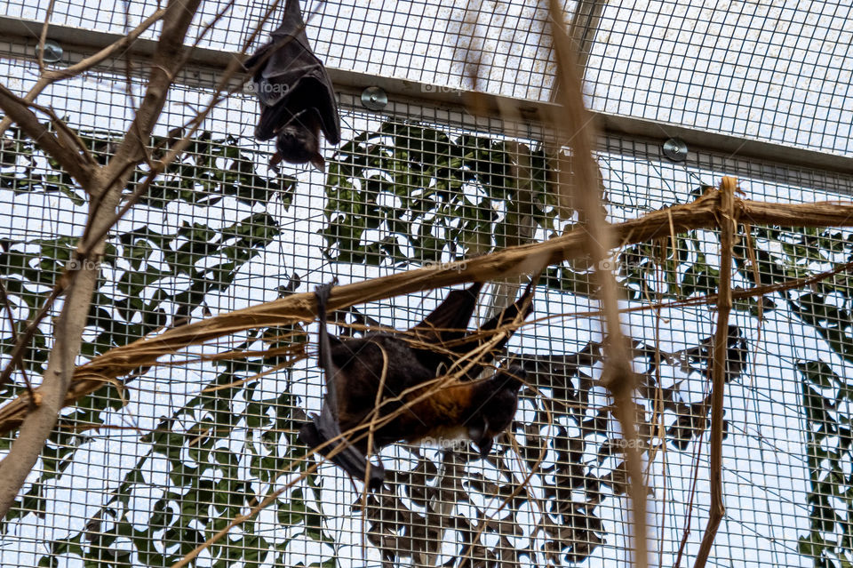 Two bats in a greenhouse 