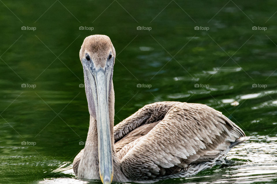 Brown pelican