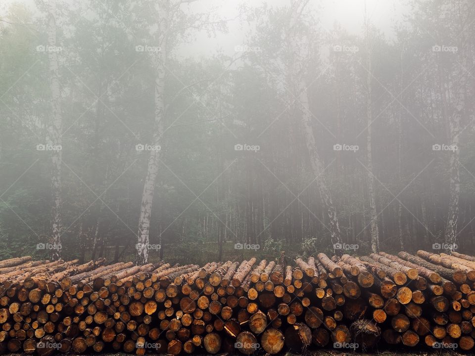 Stack of logs in forest