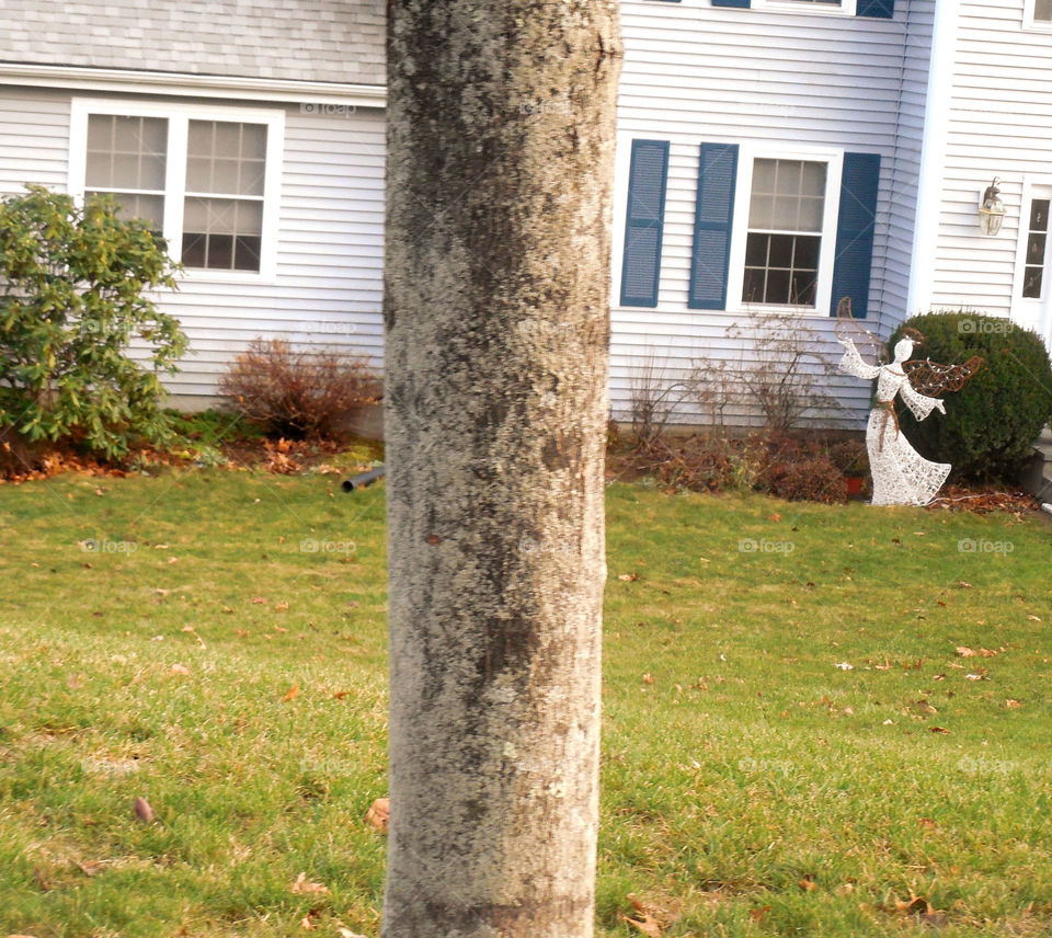 Tree and yard. With Angel 