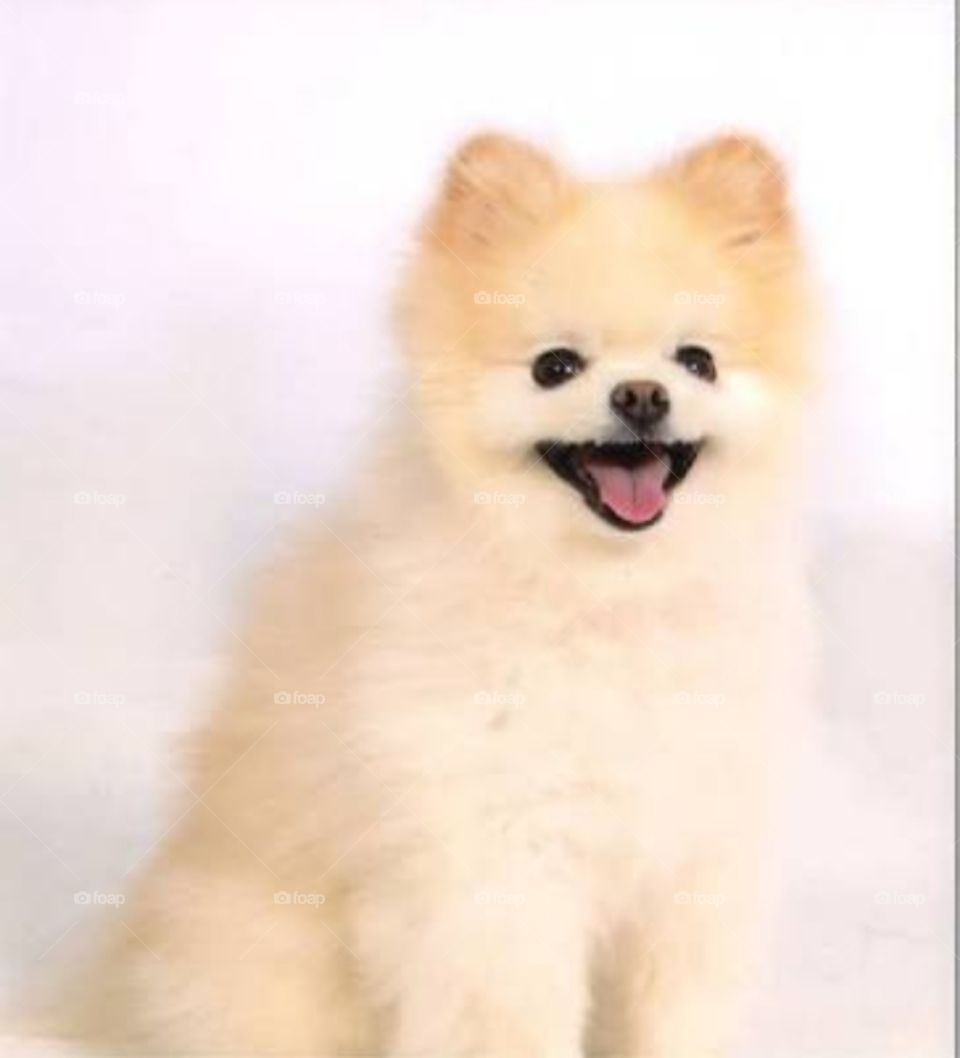 My Puppy name is max my Pomeranian puppy click then photo and post the foap