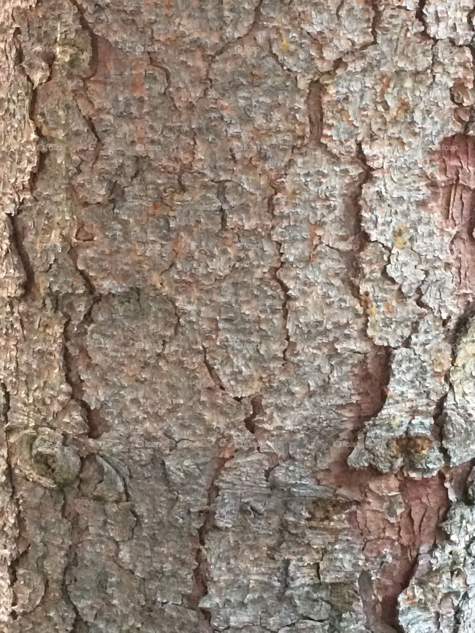 The bark of a tree. Creepy yet cool.