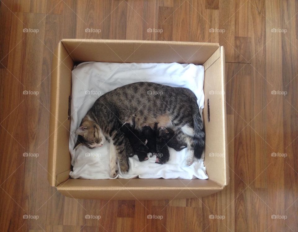 Adorable kittens and their mom.