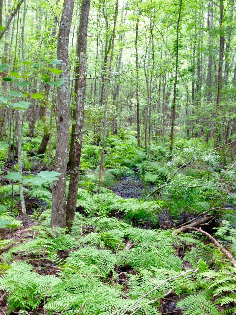 Trees, foliage and ferns