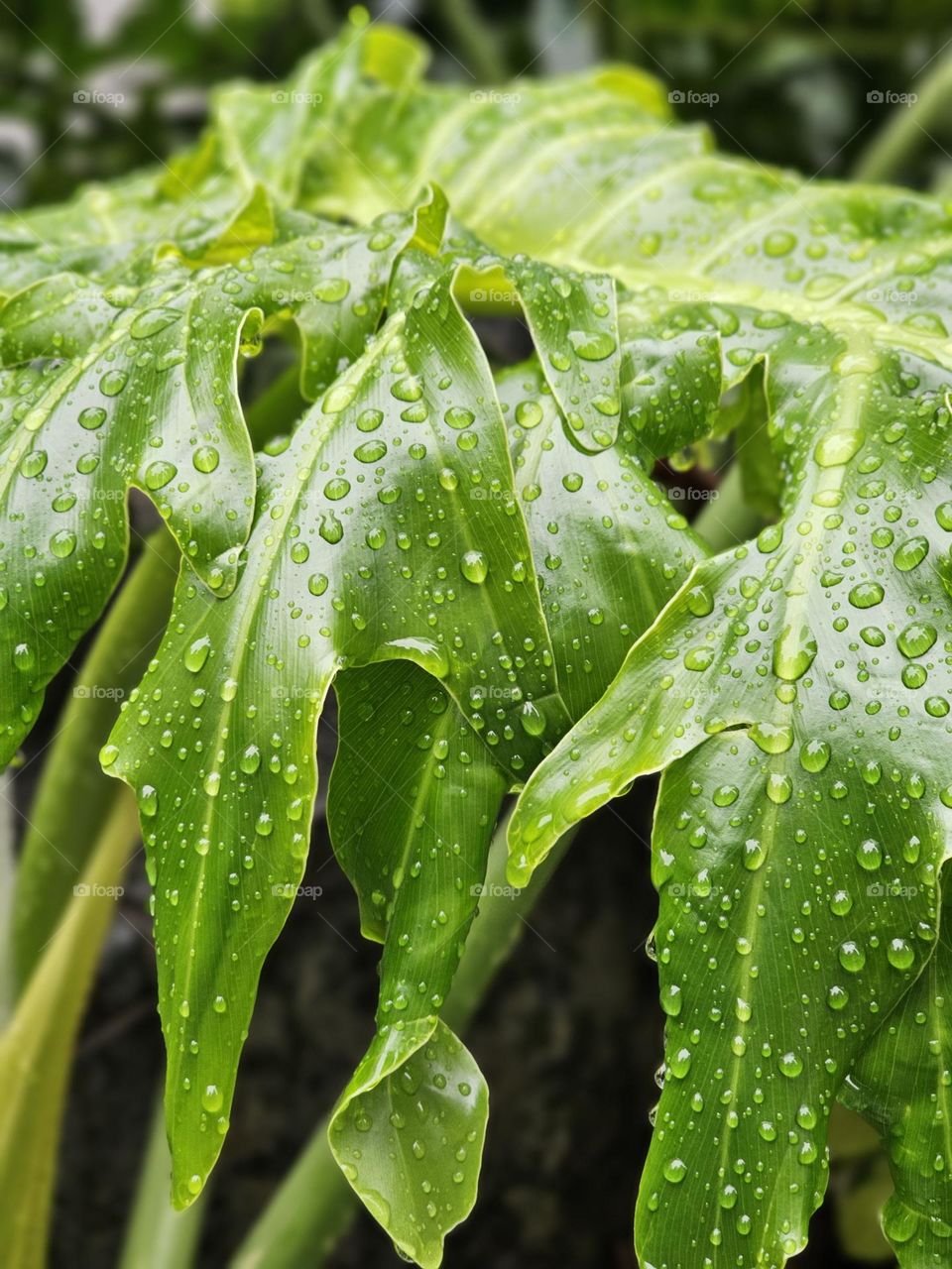 Raindrops on leaves