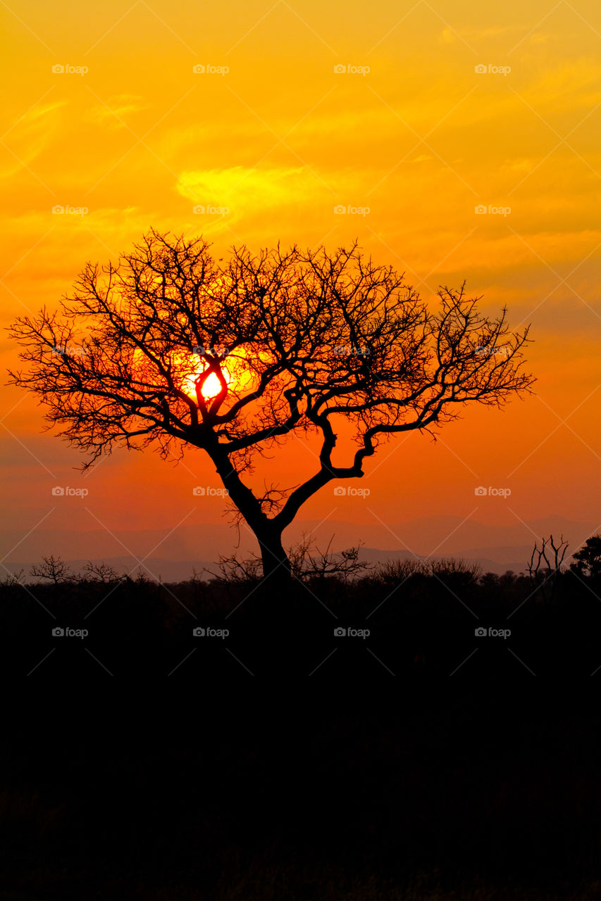 Tree silhouette against an African sunset with the sun behind a barren winter's tree. Bushveld sunset at Kruger National Park in South Africa