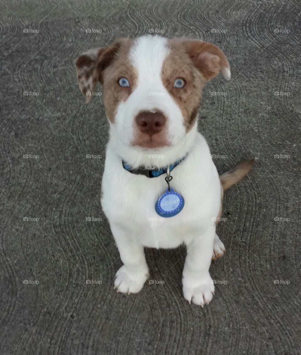 Dog, Canine, Mammal, Pet, Portrait