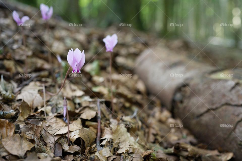 wild cyclamen in the mountains