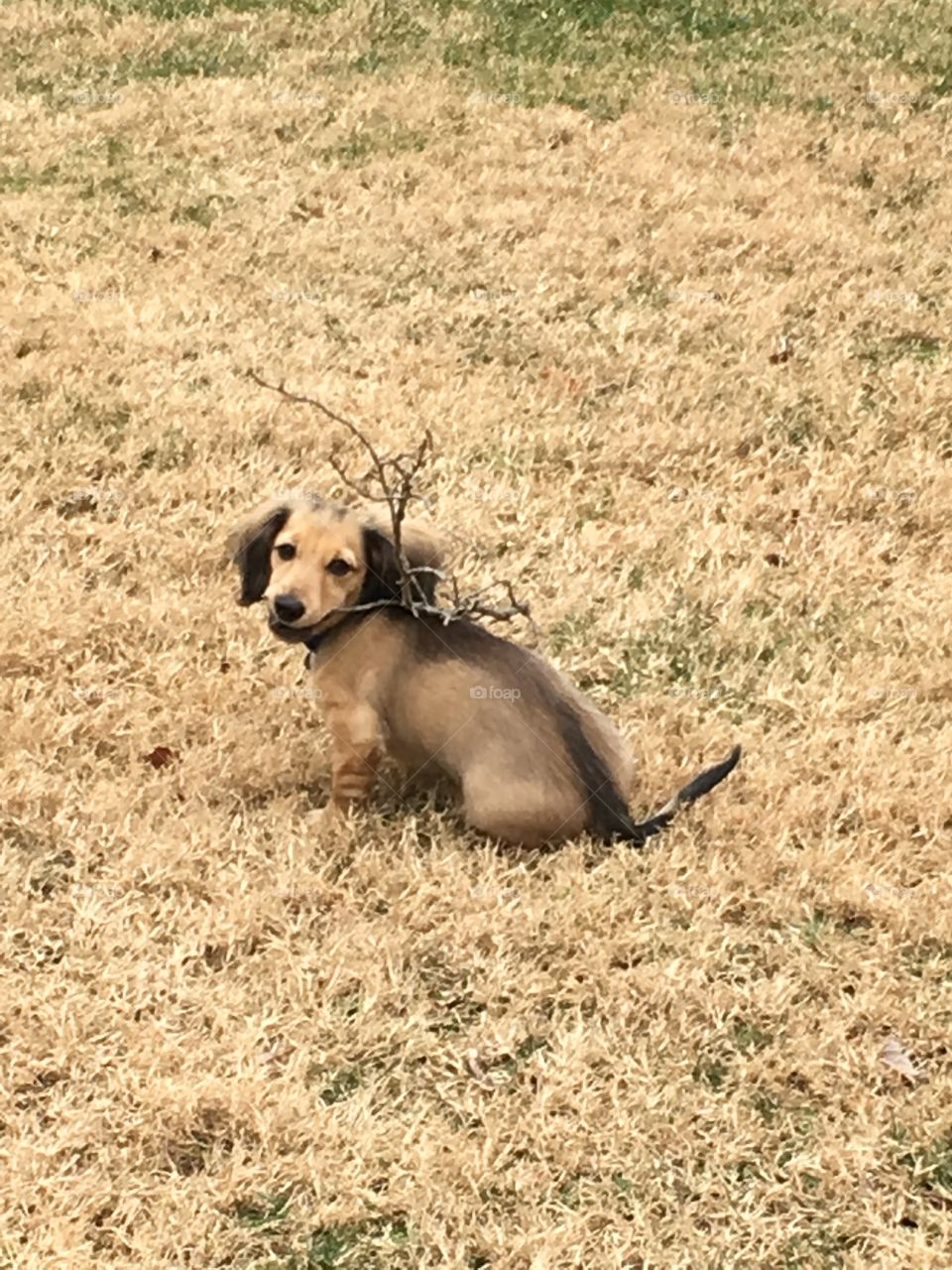 Puppy with stick