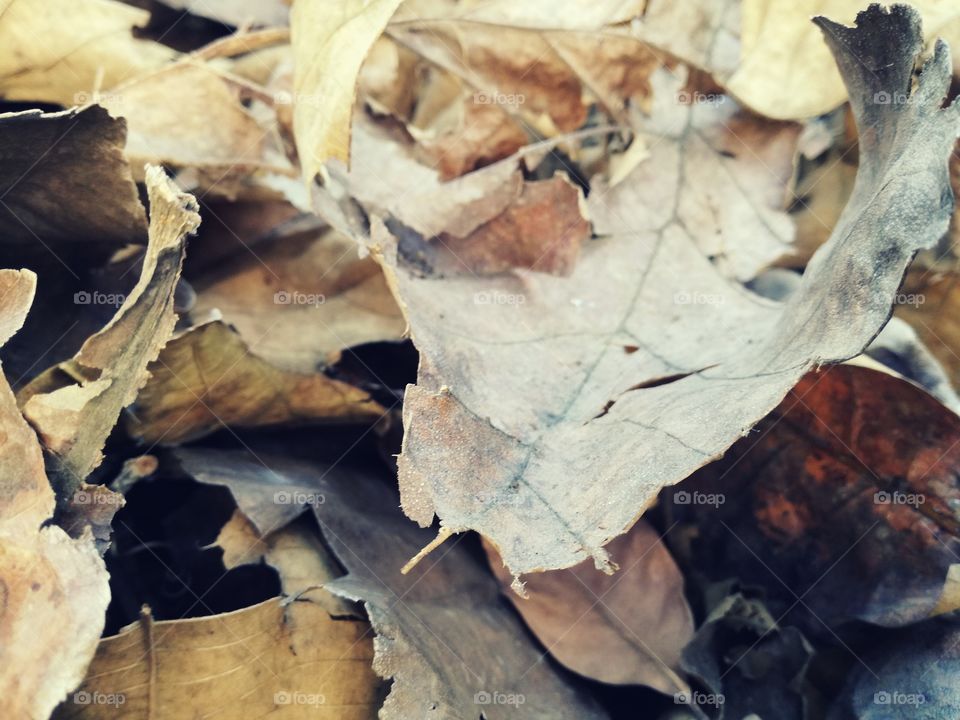 Dried Leaves