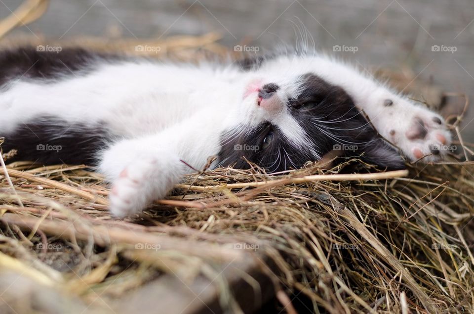 Black and white kitten resting on her back