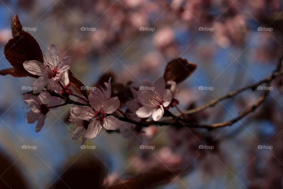 Spring Blooming Pink Sakura Flowers with Blurred Background