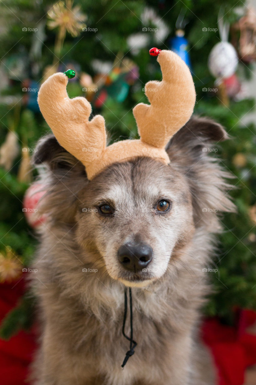 Reindeer doggy