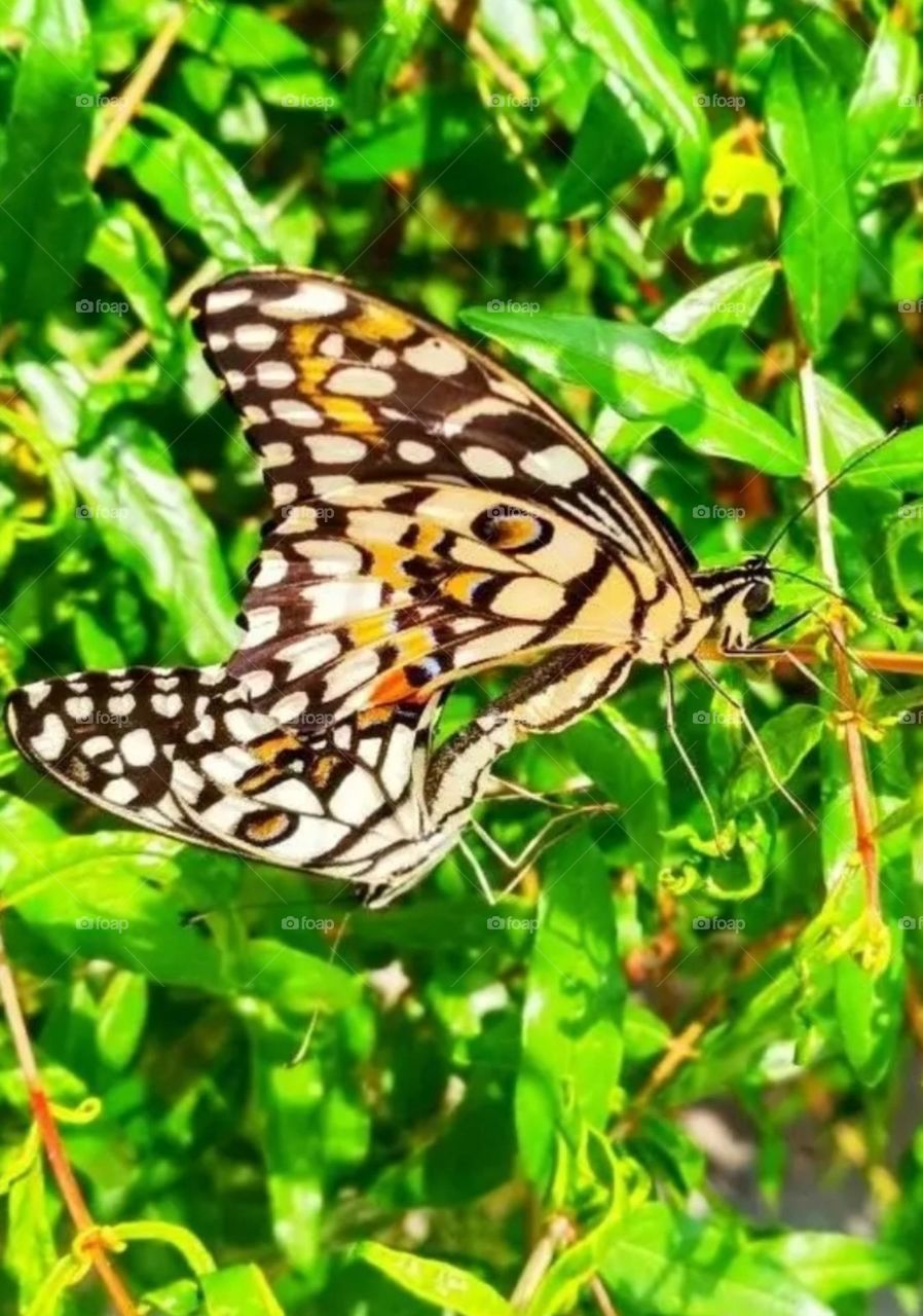 most beautiful and attractive butterfly in the garden.