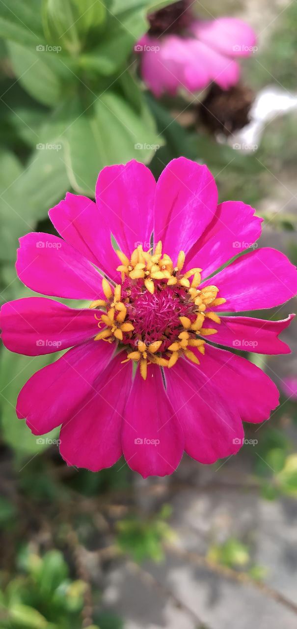 Aster flower