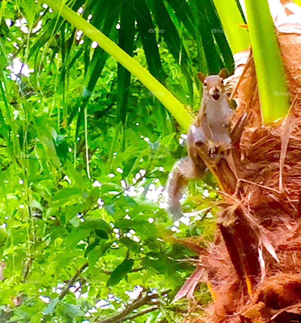 Squirrel. A squirrel Smiling for the camera