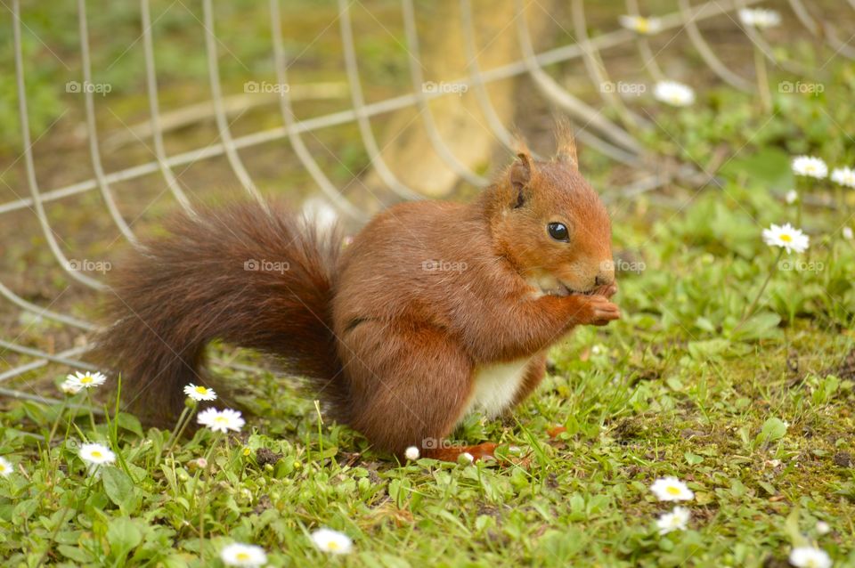 Red squirrel having lunch in the park.